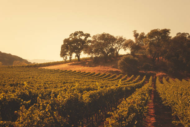 rolling vineyards krajobraz napa valley, kalifornia - napa grape vineyard vine zdjęcia i obrazy z banku zdjęć