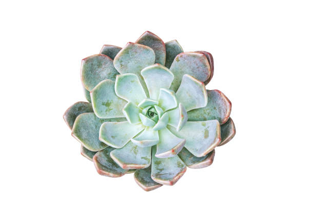 istock Top view of succulent pot plant 1146730733