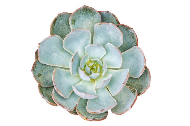 istock Top view of succulent pot plant 1146730837