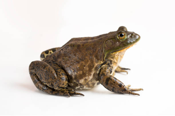 bullfrog américain sur un fond blanc - bullfrog frog amphibian wildlife photos et images de collection