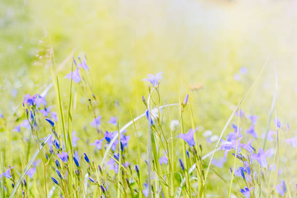 Wildflowers on a summer meadow. Unfocused abstract floral background