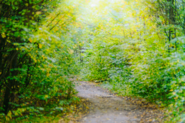 istock Abstract defocused forest background with trees and leaves 1146732291