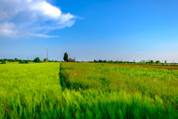 istock Fields of Friuli Venezia-Giulia 1146733897