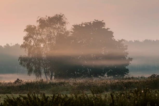 istock morning mist over a field 1146735980