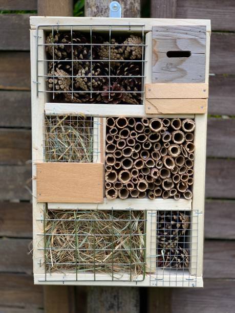 istock Insects Hotel House 1146738418