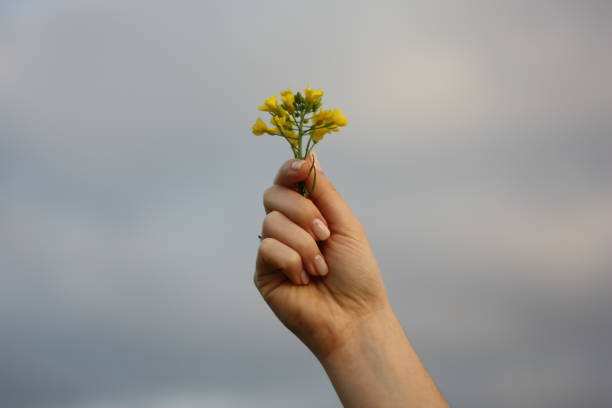 istock Hand holding yellow flowers on cloudy sky 1146739334