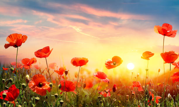 coquelicots dans le champ au coucher du soleil - poppy flower field red photos et images de collection