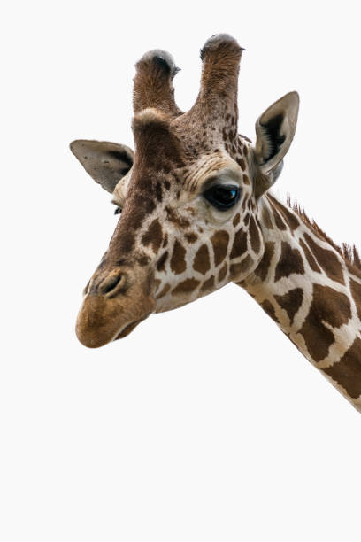 istock Giraffe portrait on a white background 1146739393