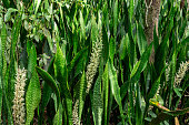 Mother-in-laws tongue a.k.a. snake plant (Sansevieria hyacinthoides) flowers - Pine Island Ridge Natural Area, Davie, Florida, USA