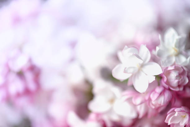 istock Pastel flowers close up 1146741895