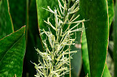 Mother-in-laws tongue a.k.a. snake plant (Sansevieria hyacinthoides) flowers closeup - Pine Island Ridge Natural Area, Davie, Florida, USA