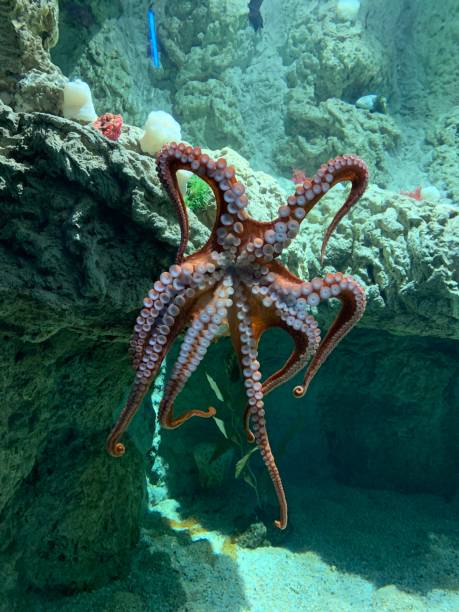 istock Octopus in aquarium on the glass 1146744274