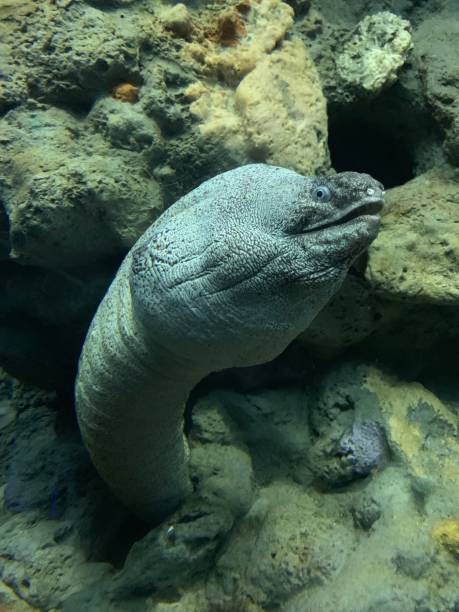 istock Moray fish hiding in the hole 1146744732