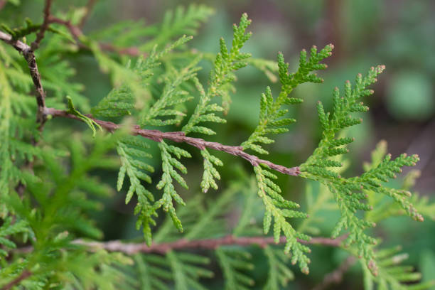 Calm green plant background. Thuja, fern, soft focus, closeup Calm green plant background. Thuja, fern, soft focus, closeup chinese arborvitae stock pictures, royalty-free photos & images