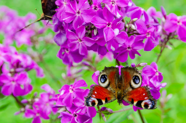 Two Admiral Butterflies on a purple Phlox as desktop Wallpaper.