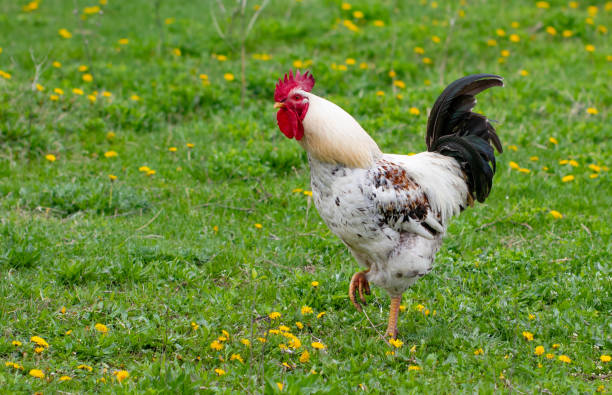 istock Beautiful black-white cock with a red crest, poultry yard, farm 1146745221