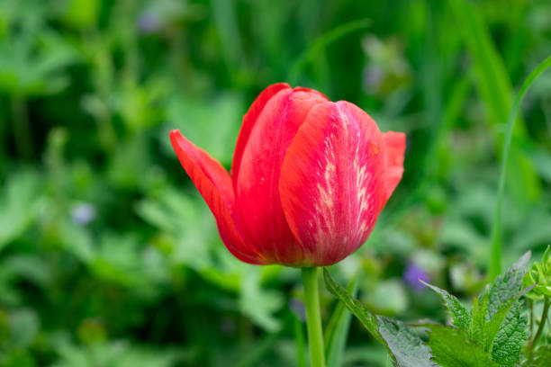 istock Red beautiful tulips field in spring time with sunlight, floral background 1146745801