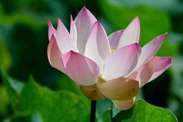 istock Closeup of a Lotus Flower 1146746210