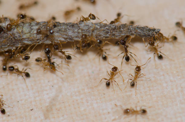 istock Ants devouring the tail of a Boettger's wall gecko. 1146746705