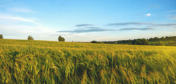 istock Summer scene with rye field at sunset 1146747223