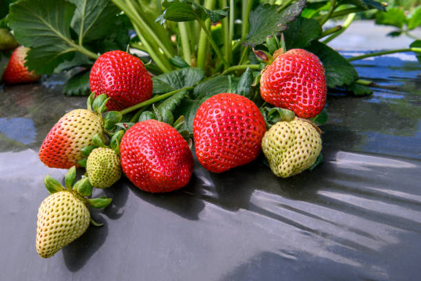 nahaufnahme der reifen-erdbeeren auf der rebe - strawberry vine stock-fotos und bilder