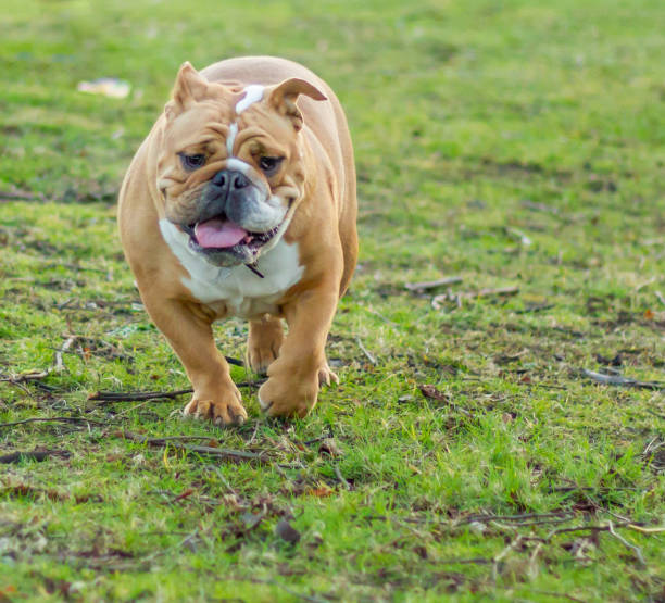 istock British Bulldog Running 1146749399