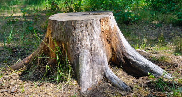 istock Old tree stump in the summer park. 1146750906