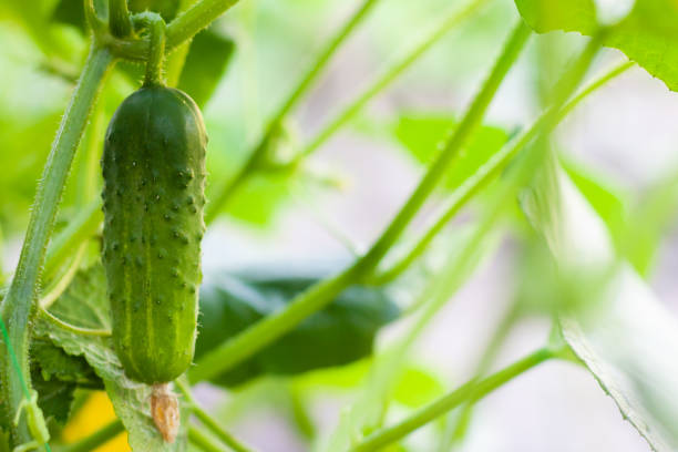 温室の枝の上のキュウリ。成長緑のキュウリ垂直植栽。成長するオーガニック食品 - planting crop ripe branch ストックフォトと画像