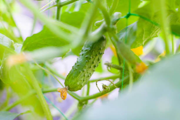 温室の枝の上のキュウリ。成長緑のキュウリ垂直植栽。成長するオーガニック食品 - planting crop ripe branch ストックフォトと画像