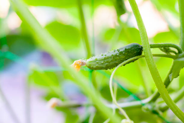 温室の枝の上のキュウリ。成長緑のキュウリ垂直植栽。成長するオーガニック食品 - planting crop ripe branch ストックフォトと画像