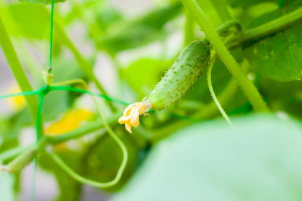 温室の枝の上のキュウリ。�成長緑のキュウリ垂直植栽。成長するオーガニック食品 - planting crop ripe branch ストックフォトと画像