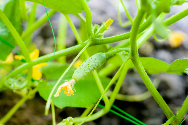 温室の枝の上のキュウリ。成長緑のキュウリ垂直植栽。成長するオーガニック食品 - planting crop ripe branch ストックフォトと画像