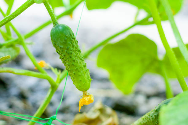 温室の枝の上のキュウリ。成長緑のキュウリ垂直植栽。成長するオーガニック食品 - planting crop ripe branch ストックフォトと画像