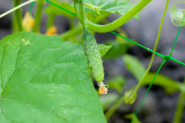 温室の枝の上のキュウリ。成長緑のキュウリ垂直植栽。成長するオーガニック食品 - planting crop ripe branch ストックフォトと画像