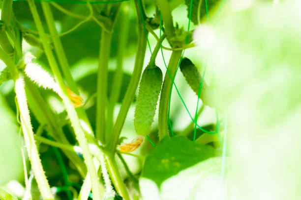 温室の枝の上のキュウリ。成長緑のキュウリ垂直植栽。成長するオーガニック食品 - planting crop ripe branch ストックフォトと画像