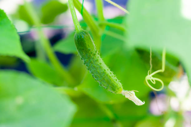 温室の枝の上のキュウリ。成長緑のキュウリ垂直植栽。成長するオーガニック食品 - planting crop ripe branch ストックフォトと画像