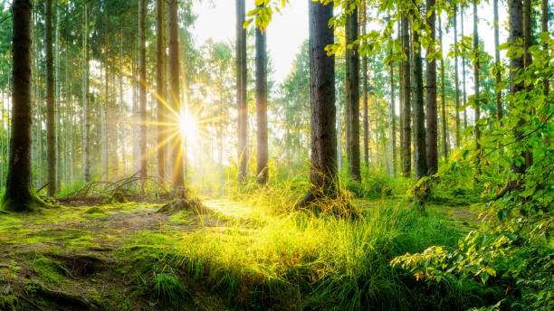 istock Wonderful scene in a forest with morning sun 1146751580
