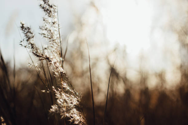 istock Beautiful serene reeds swaying in the sun. 1146753566