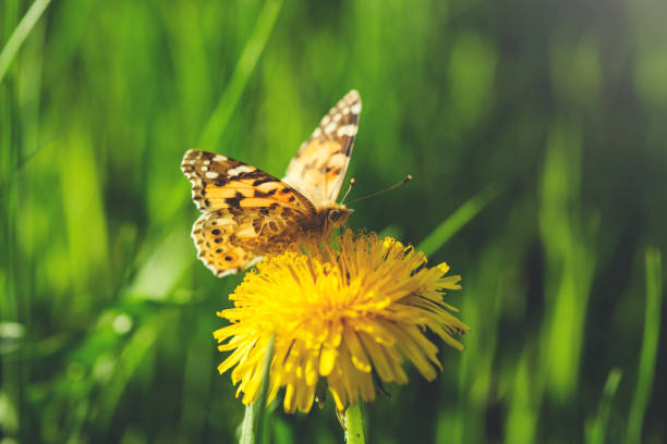 istock yellow flower with Butterfly 1146756858