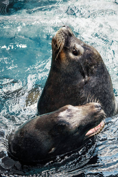 istock Playful sea lions 1146758661