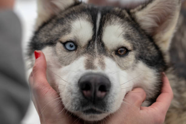 istock Beautiful husky dog looking up, multi colored eyes husky. Close up 1146759442
