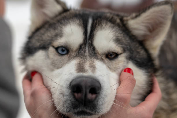 istock Beautiful husky dog looking up, multi colored eyes husky. Close up 1146759450