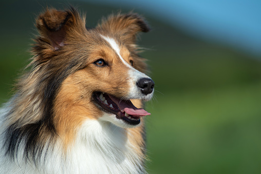 Sheltie on a black background. Beautiful marbled dog. Pet in the studio