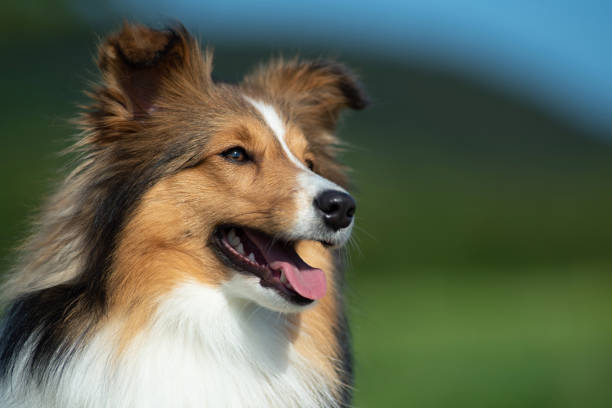 Shetland Sheepdog Portrait in the Nature - fotografia de stock