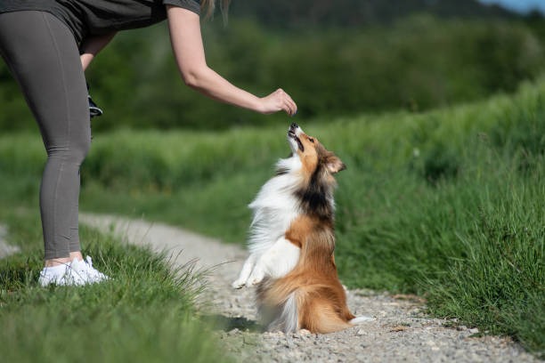 Training Dog - fotografia de stock