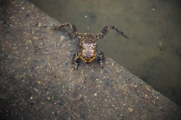 Frog in pond. Lithuanian frog
