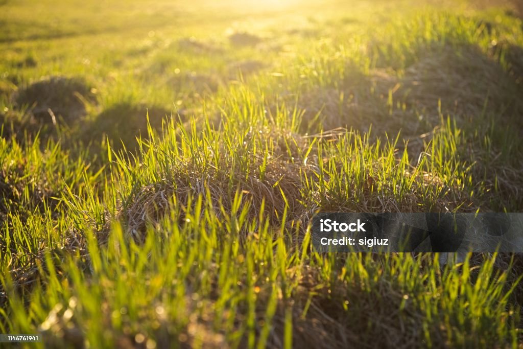 Campo De Césped Verde Soleado Adecuado Para Fondos O Fondos De Pantalla Paisaje Estacional Natural Foto de stock y más banco de imágenes de Abstracto - iStock Campo De Césped Verde Soleado Adecuado Para Fondos O Fondos De Pantalla Paisaje Estacional Natural Foto de stock y más banco de imágenes de Abstracto - iStock