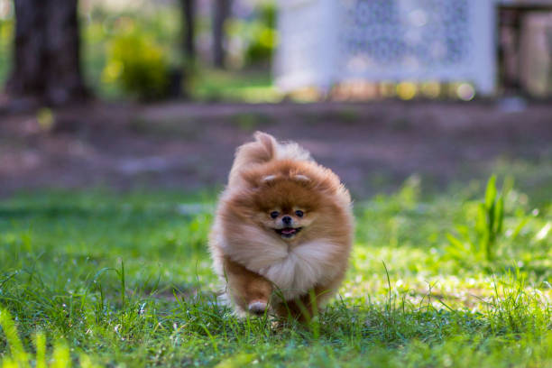 istock pomeranian dog running on the grass 1146768868