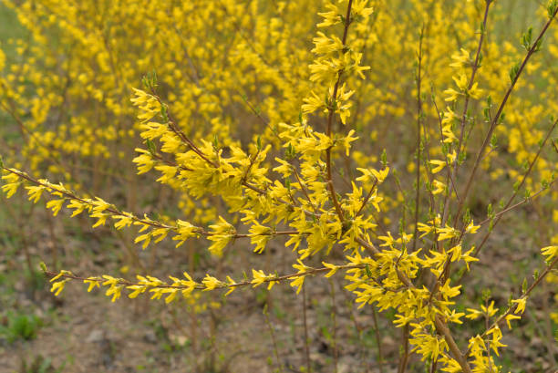 istock Yellow forsythia flowers. 1146769223