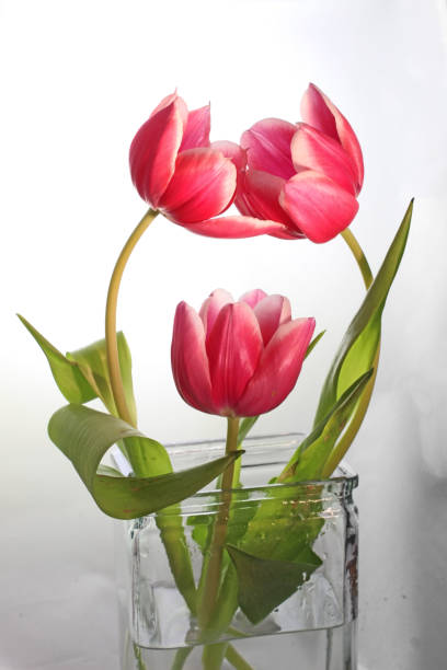 istock Three pink tulips arranged in clear glass vase 1146769422